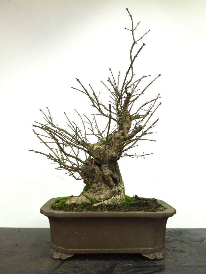 图解 老外制作箭叶卫矛盆景的21个过程