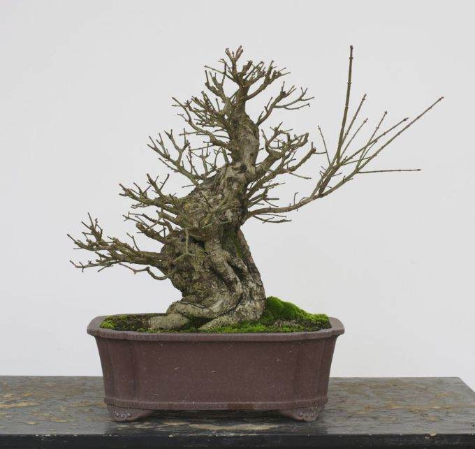 图解 老外制作箭叶卫矛盆景的21个过程