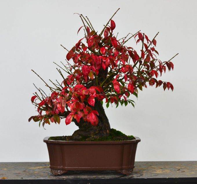 图解 老外制作箭叶卫矛盆景的21个过程