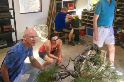 图解 看老外 如何制作真柏盆景的舍利干