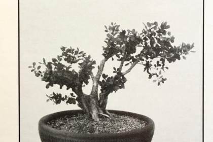 图解 对日本黄杨木盆景怎么修剪的过程