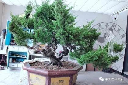 图解 杭州鲍家盆景园怎么神龙的方法