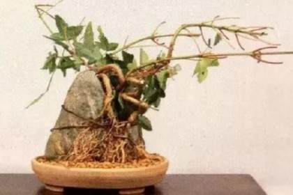 图解 怎么制作半附石盆景的8个步骤