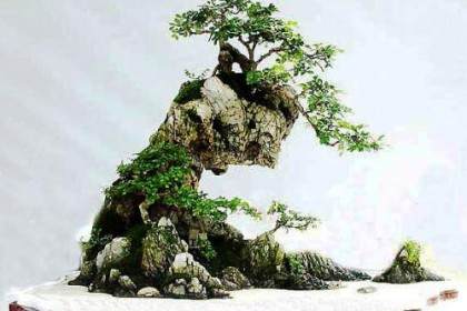 名家教你做水旱盆景基本方法 第二篇