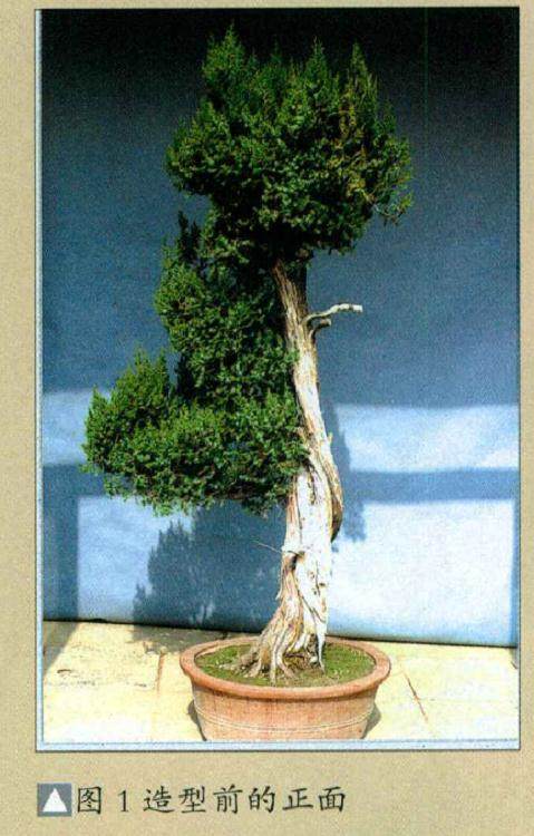 图解 普通直干柏树盆景怎么制作的13个步骤