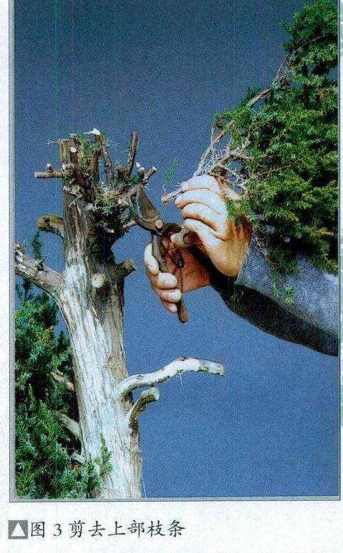 图解 普通直干柏树盆景怎么制作的13个步骤