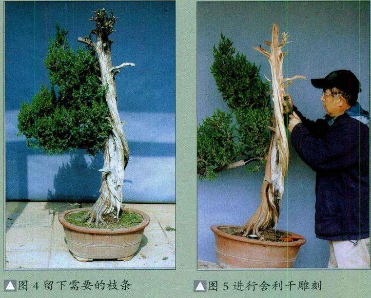 图解 普通直干柏树盆景怎么制作的13个步骤