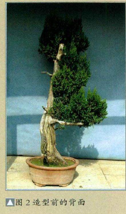 图解 普通直干柏树盆景怎么制作的13个步骤