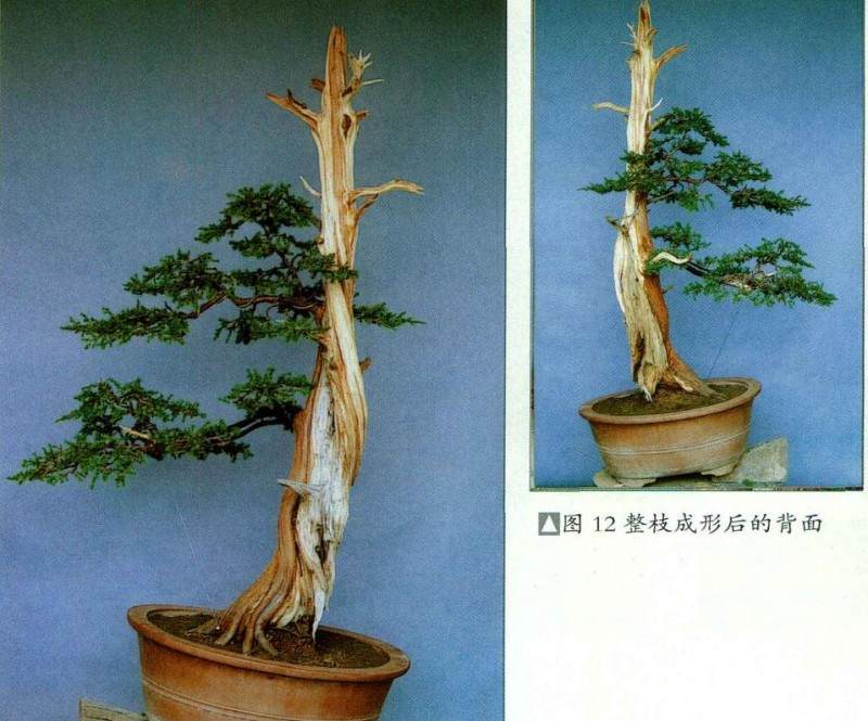 图解 普通直干柏树盆景怎么制作的13个步骤
