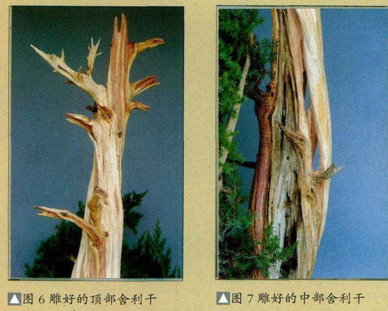 图解 普通直干柏树盆景怎么制作的13个步骤