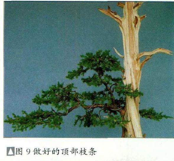 图解 普通直干柏树盆景怎么制作的13个步骤