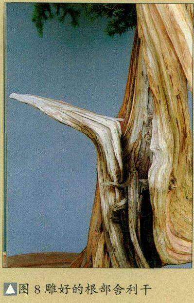 图解 普通直干柏树盆景怎么制作的13个步骤