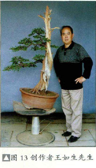 图解 普通直干柏树盆景怎么制作的13个步骤