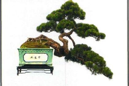 山松盆景在串笔嫁接前的准备工作 图片