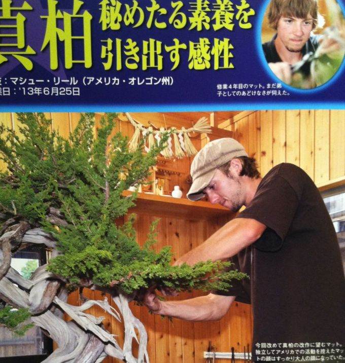 马特雷尔在日本盆景杂志上设计的杜松盆景
