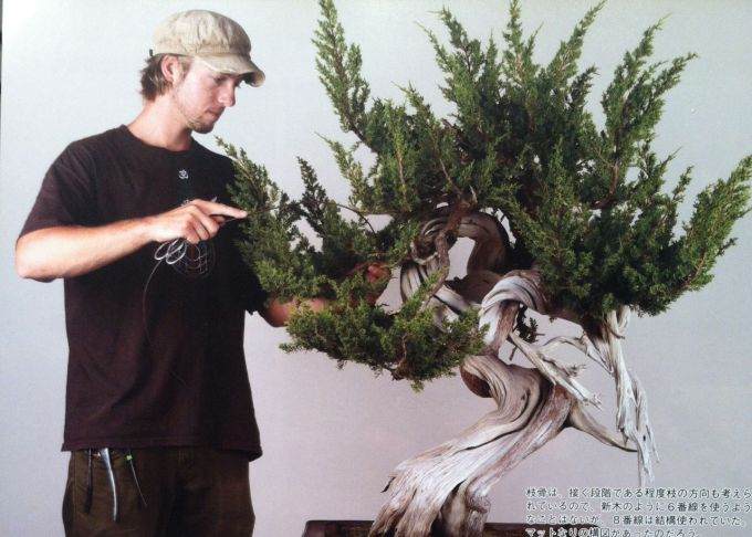 图解 日本盆景杂志上的杜松盆景设计