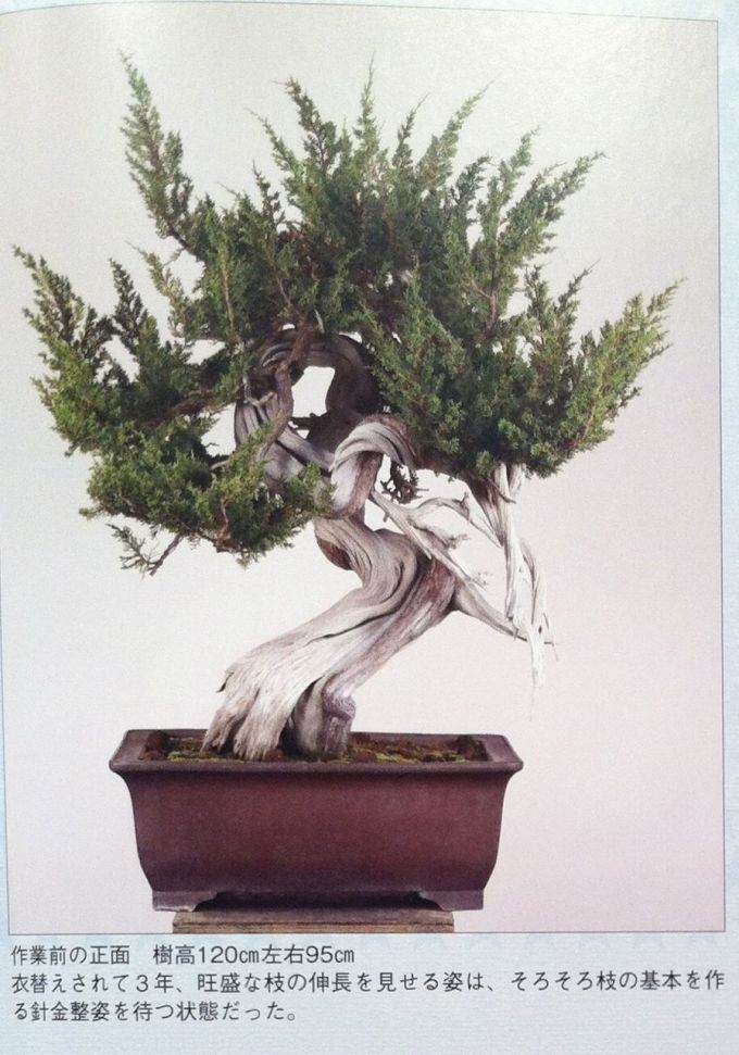 图解 日本盆景杂志上的杜松盆景设计
