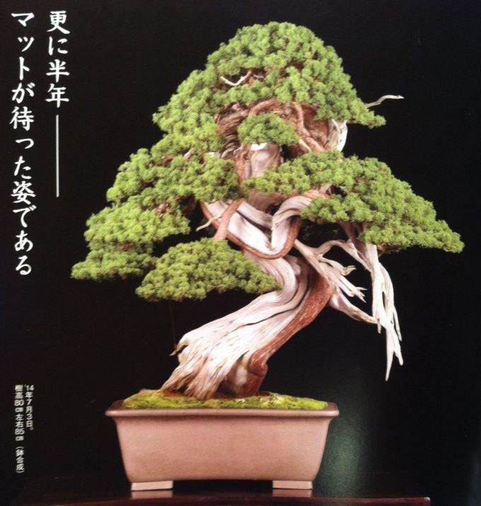 图解 日本盆景杂志上的杜松盆景设计