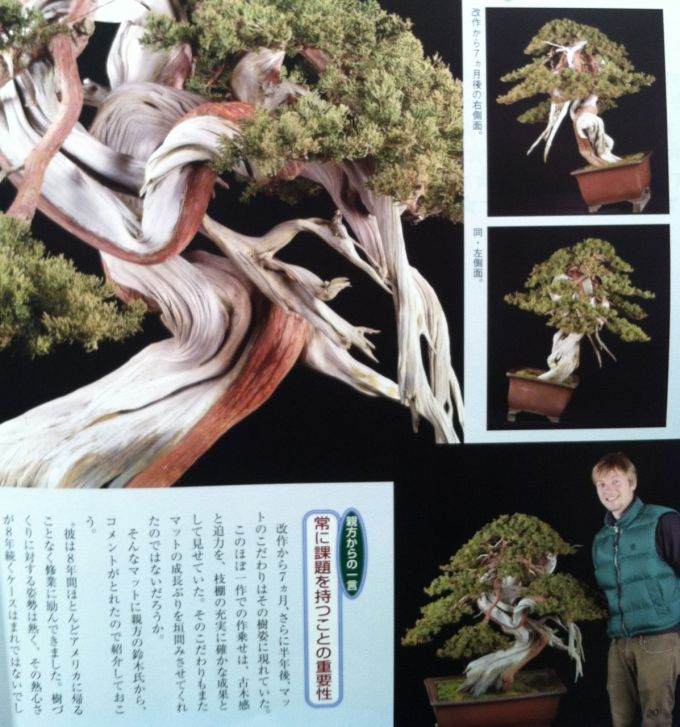 图解 日本盆景杂志上的杜松盆景设计