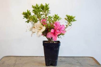 图解 如何修剪小月杜鹃花盆景的枝条