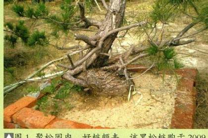 图解 将黑松树桩制作成盆景的22个过程