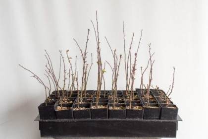 图解 如何盘扎和移植海棠盆景的幼苗