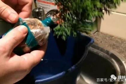 图解 只要3个月就可制作一盆柏树老桩盆景