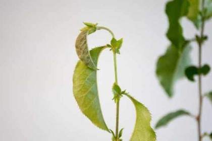 图解 何时不使用漏勺可更好的制作盆景