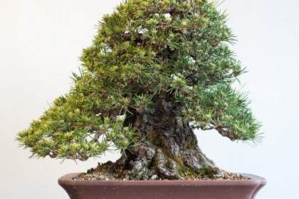 图解 黑松盆景的枝条在夏季会生长多少