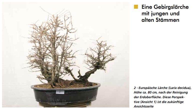图解 在德国拍摄的盆景制作照片