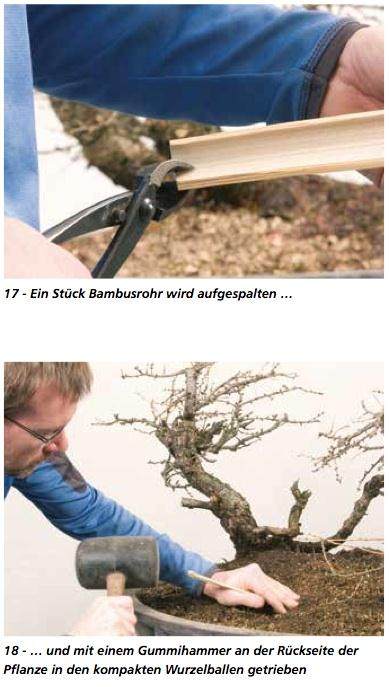 图解 在德国拍摄的盆景制作照片