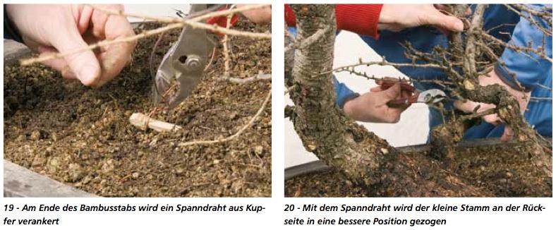 图解 在德国拍摄的盆景制作照片