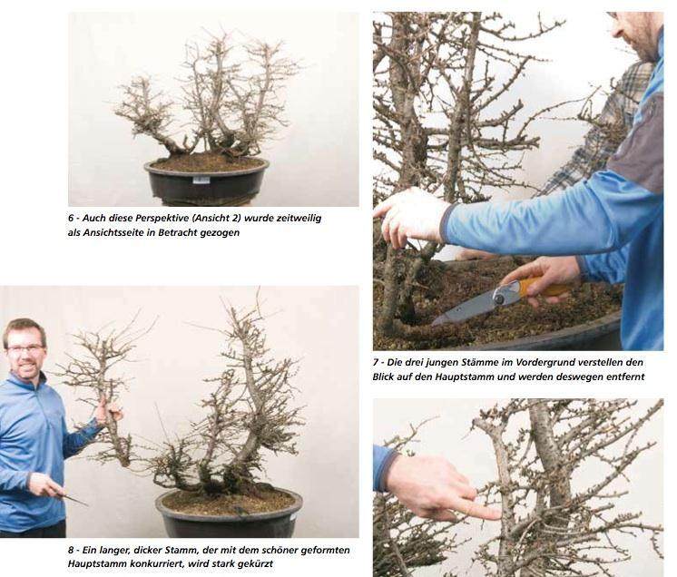 图解 在德国拍摄的盆景制作照片