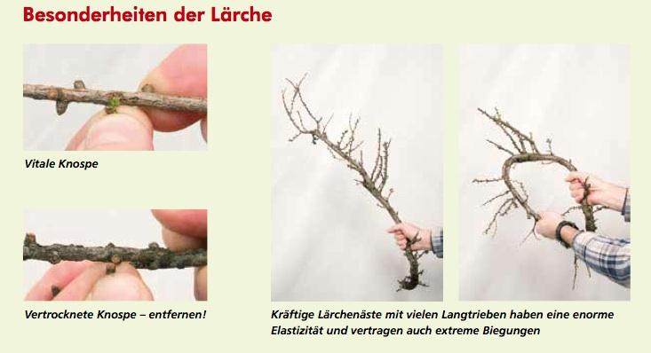 图解 在德国拍摄的盆景制作照片