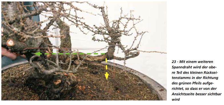 图解 在德国拍摄的盆景制作照片
