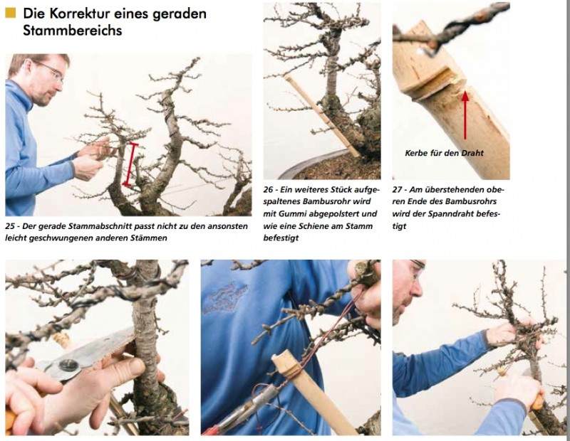 图解 在德国拍摄的盆景制作照片