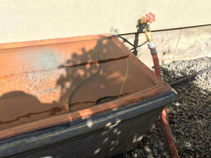 盆景健康的一个必要条件 水的pH值