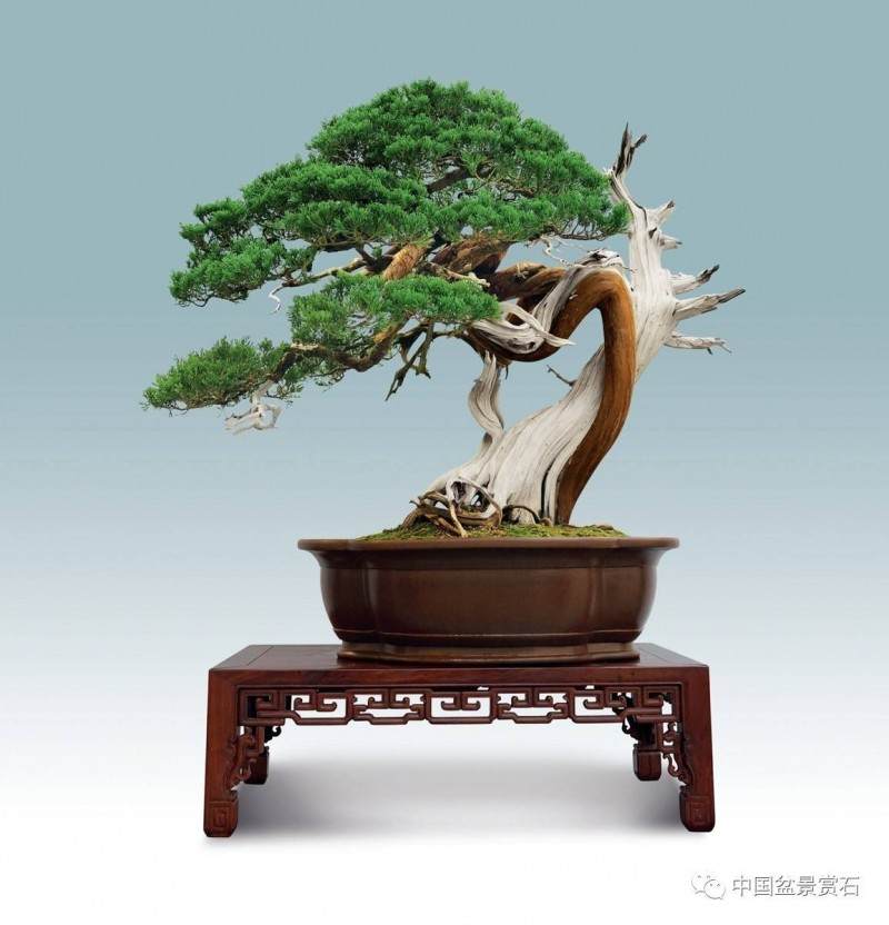 盆景健康的一个必要条件 水的pH值