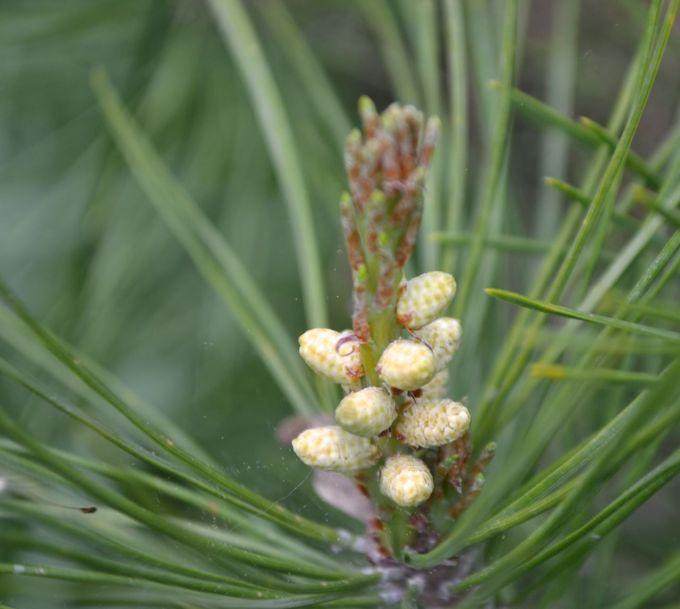 松树盆景蜡烛上的花 别管 脱掉