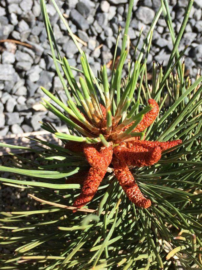 松树盆景蜡烛上的花 别管 脱掉