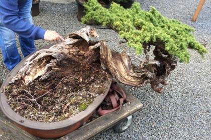 欣赏老外制作的大型铁杉盆景