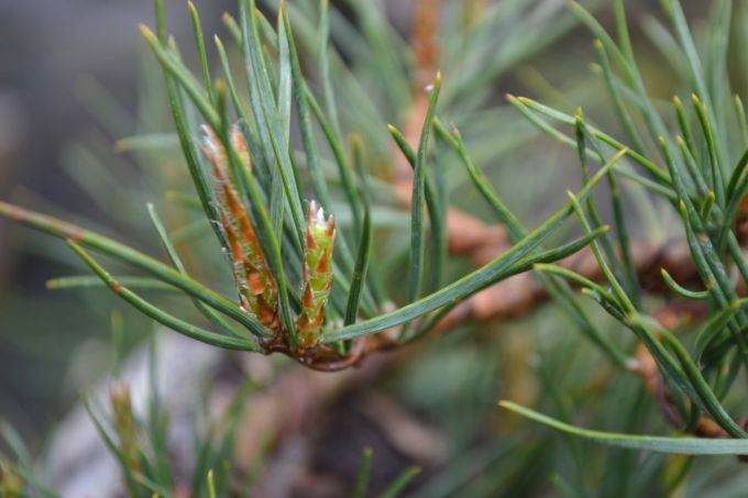 图解 老外修剪苏格兰松树盆景的过程