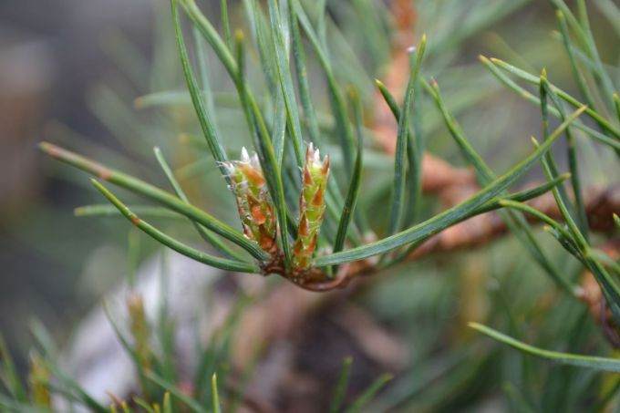 图解 老外修剪苏格兰松树盆景的过程