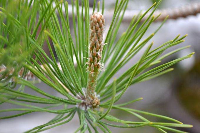 图解 老外修剪苏格兰松树盆景的过程