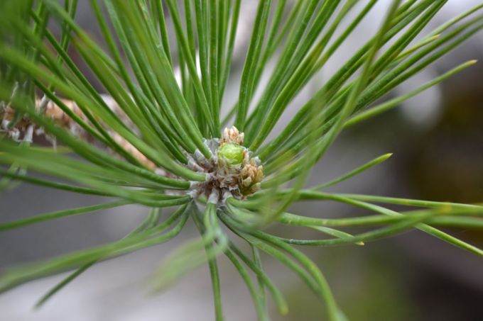图解 老外修剪苏格兰松树盆景的过程