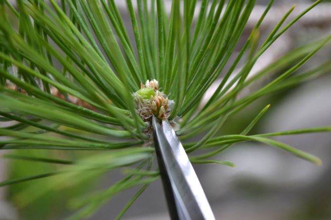 图解 老外修剪苏格兰松树盆景的过程