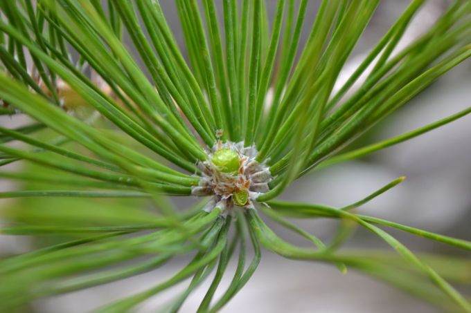 图解 老外修剪苏格兰松树盆景的过程