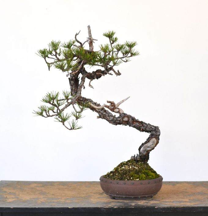 2016年冬设计的文人岸松盆景 图片