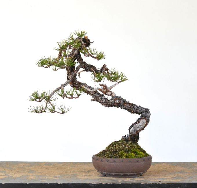 2016年冬设计的文人岸松盆景 图片