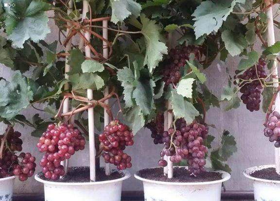 葡萄盆景投资少、见效快